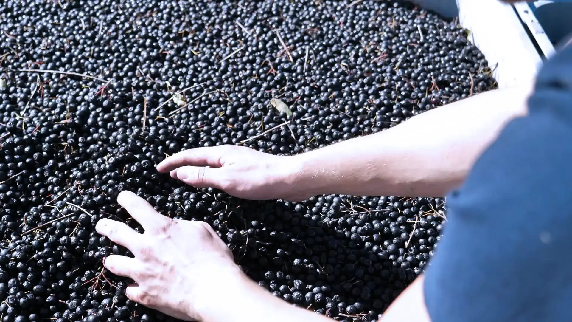 Professionelle Nahaufnahme einer Aronia-Beere, Symbol für die Veredelung und Rezepturentwicklung in der Lohnabfüllung bei bimalo.